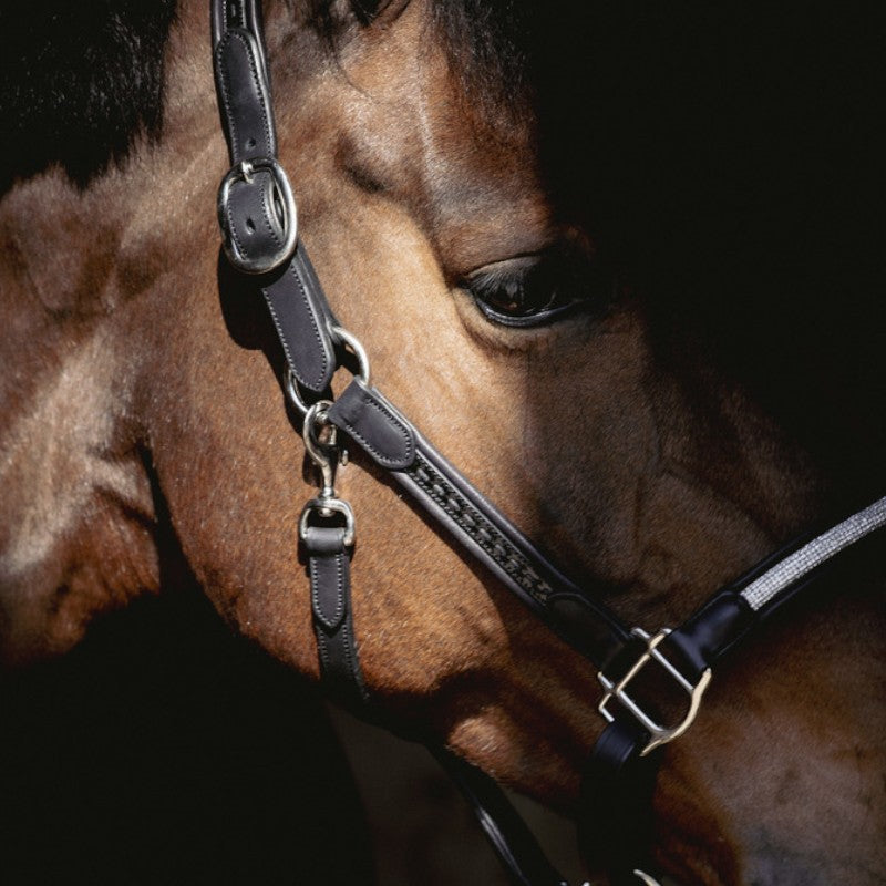 Pénélope - Black Harmony Halter