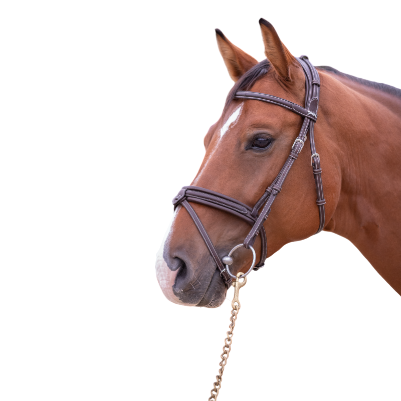 Pénélope - Bridon Elégance havane | - Ohlala