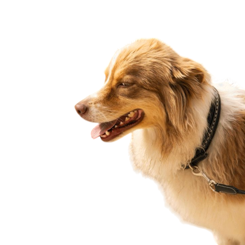 Pénélope - Zwarte honden ketting