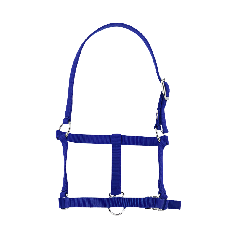 Riding World - Licol foal bleu roi | - Ohlala