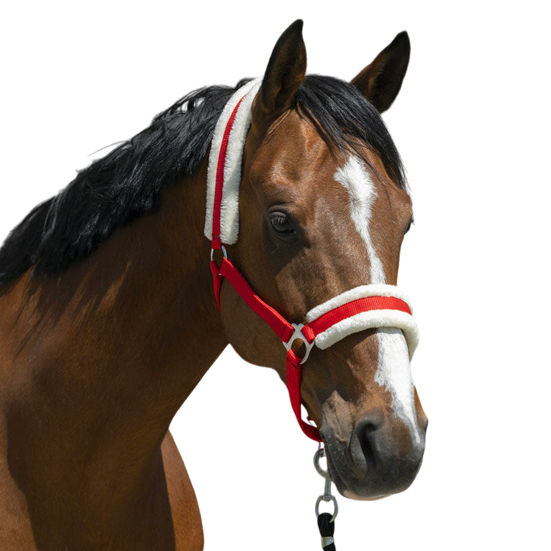 Riding World - Licol mouton synthétique rouge | - Ohlala