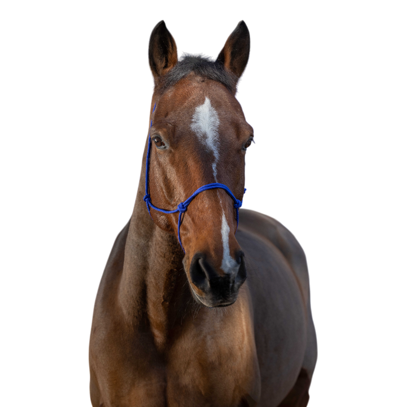 Riding World - Licol éthologique corde fin bleu roi | - Ohlala