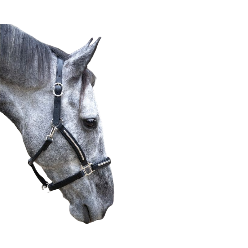 TdeT - Licol cuir clincher noir blanc | - Ohlala