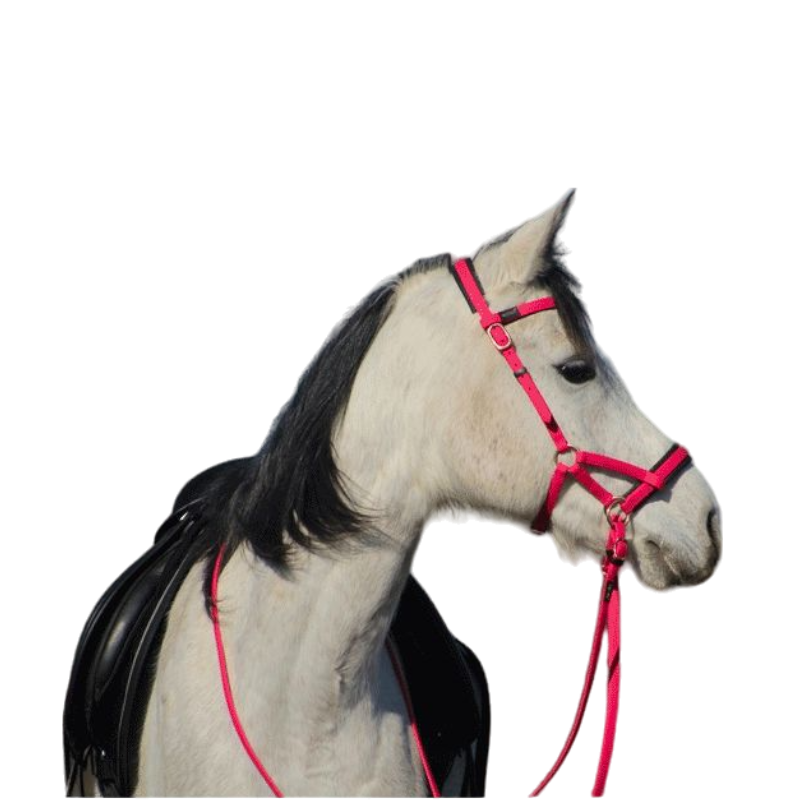 TdeT - Bridon Sidepull Biotack® fuchsia | - Ohlala