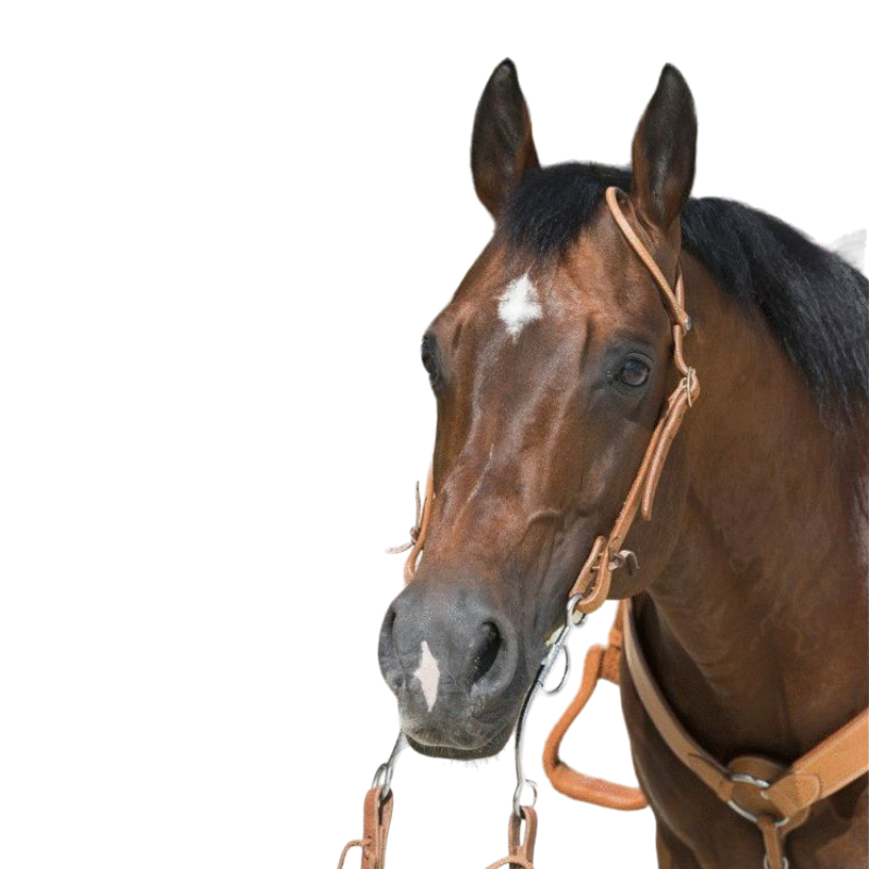 Westride - Bridon 1 Oreille noisette | - Ohlala