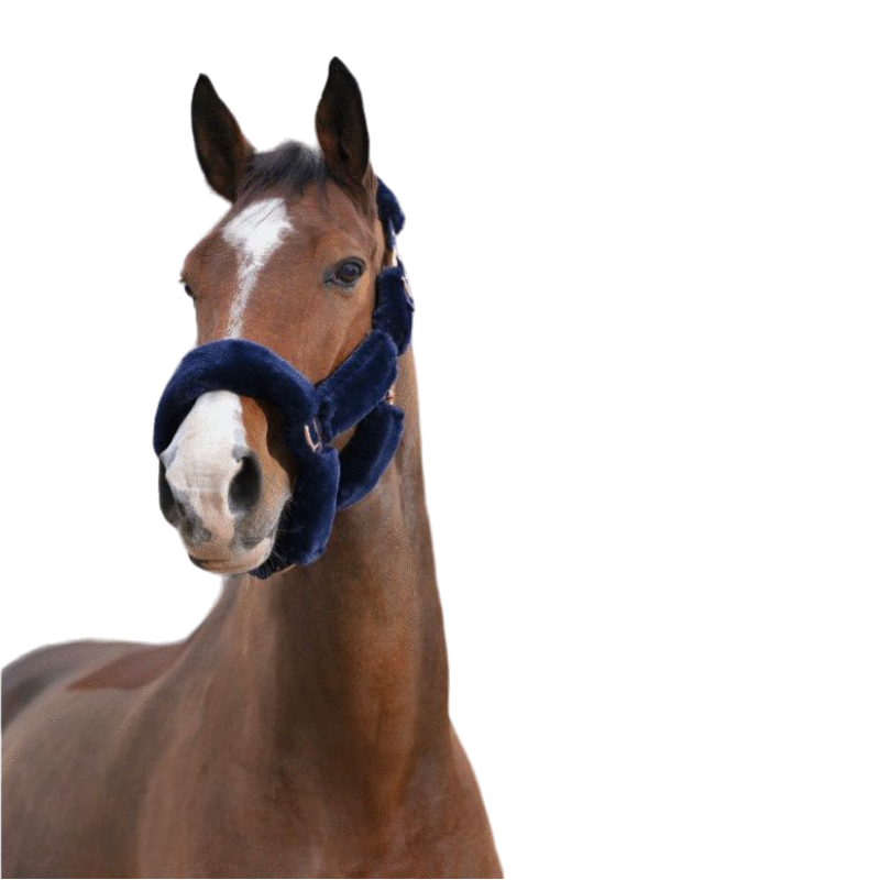 Equithème - Licol Teddy marine | - Ohlala