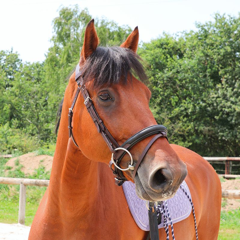TdeT - Bridon et rênes Lautrec havane foncé/noir | - Ohlala