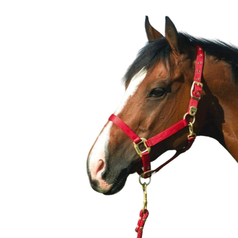 Equithème - Licol en nylon rouge | - Ohlala