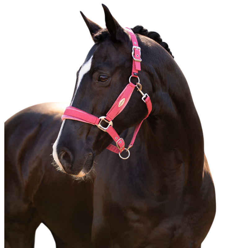 Lemieux - Horse halter Versailles cranberry