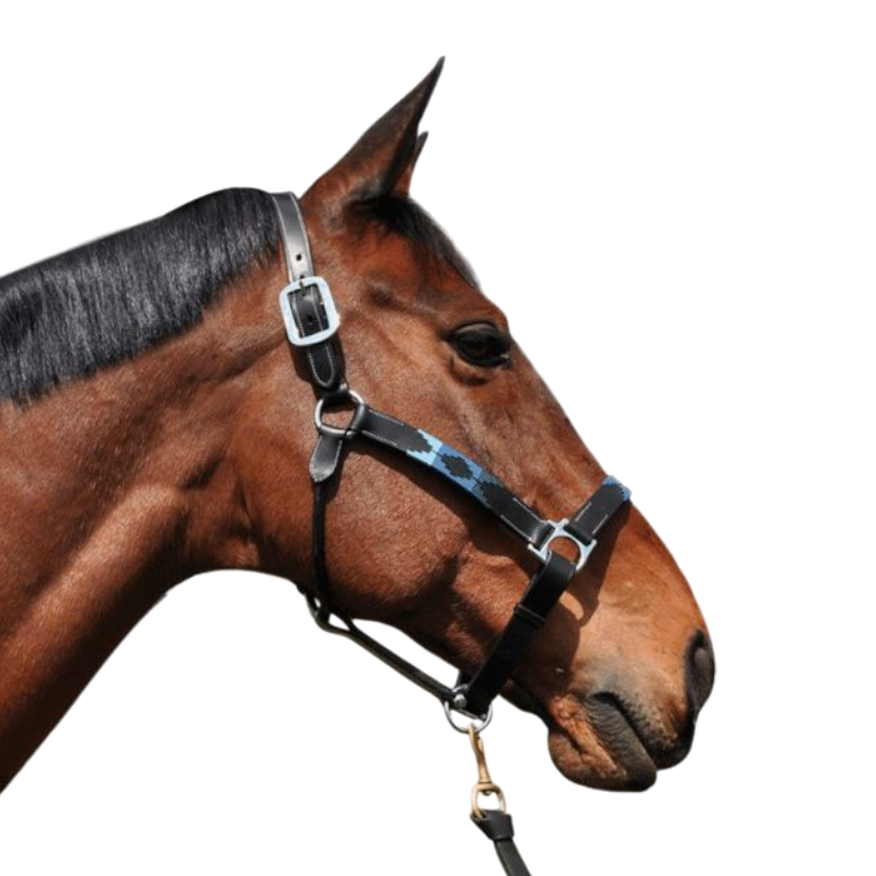 Flags & Cup - Licol Chukka noir / marine / ciel | - Ohlala