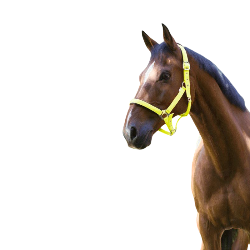 Norton - Licol fluo doublé jaune | - Ohlala