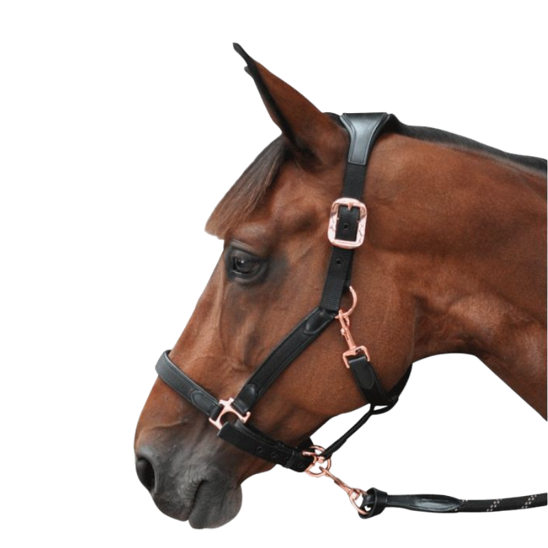 Flags & Cup - Licol cheval nylon et cuir noir / rose gold | - Ohlala