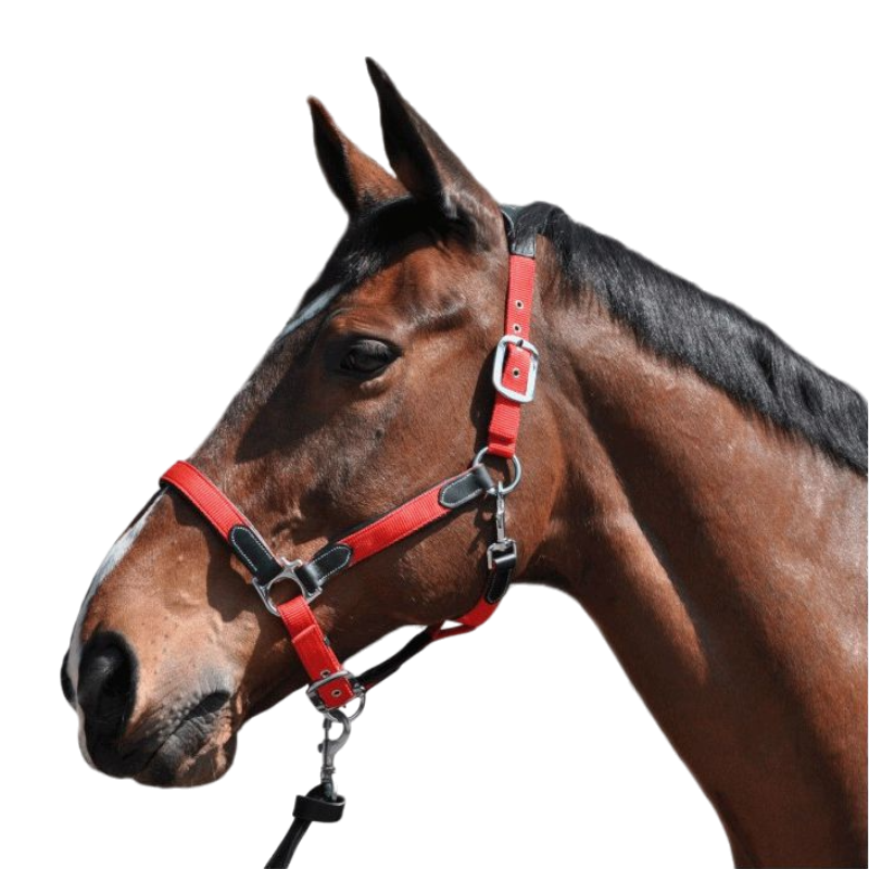 Flags & Cup - Licol cheval nylon et cuir noir / rouge | - Ohlala