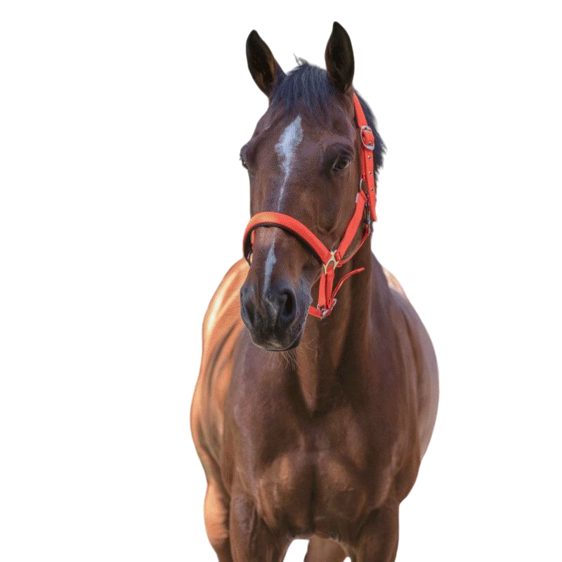 Norton - Licol fluo doublé Orange | - Ohlala