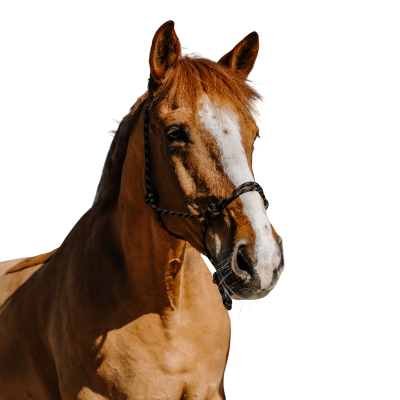 Westride - Black Western halter