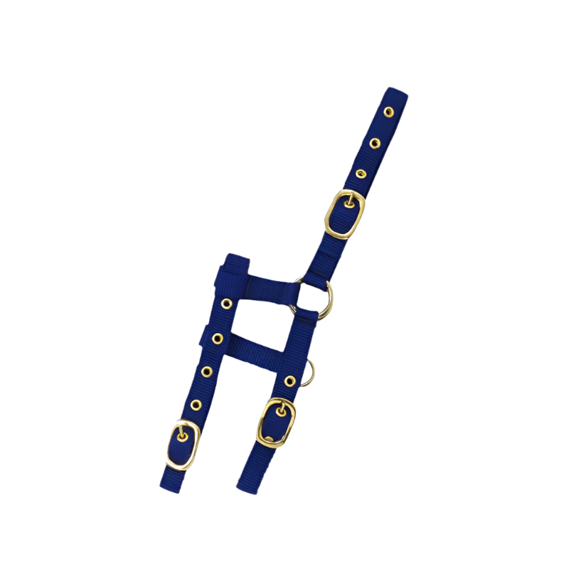 Norton - Licol réglable mini bleu roi | - Ohlala