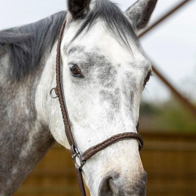 Pro Confort - Licol de grooming Dialou marron | - Ohlala