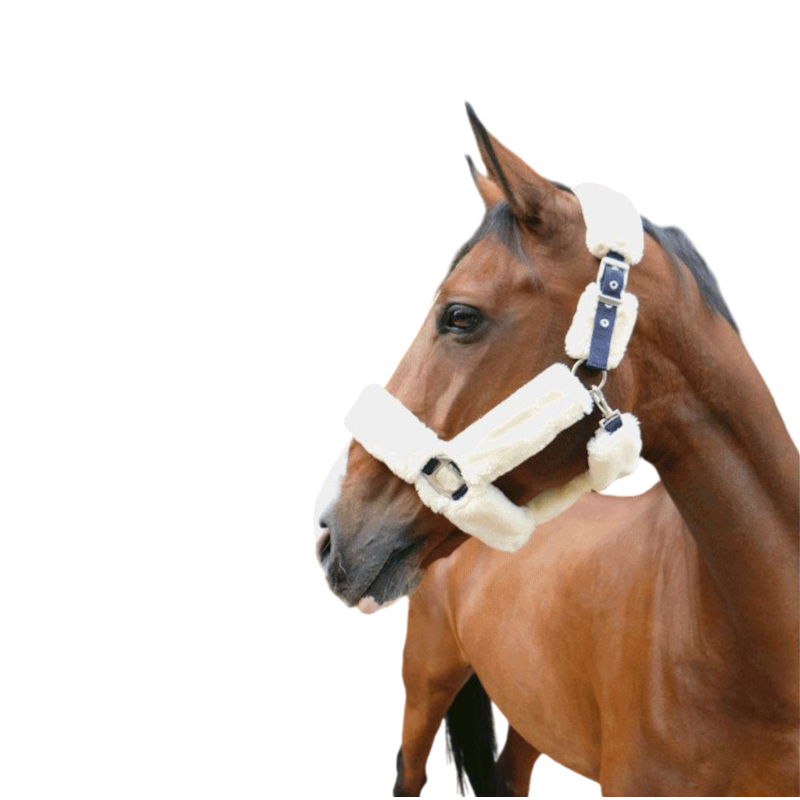 Equithème - Licol de transport Teddy marine/ écru | - Ohlala