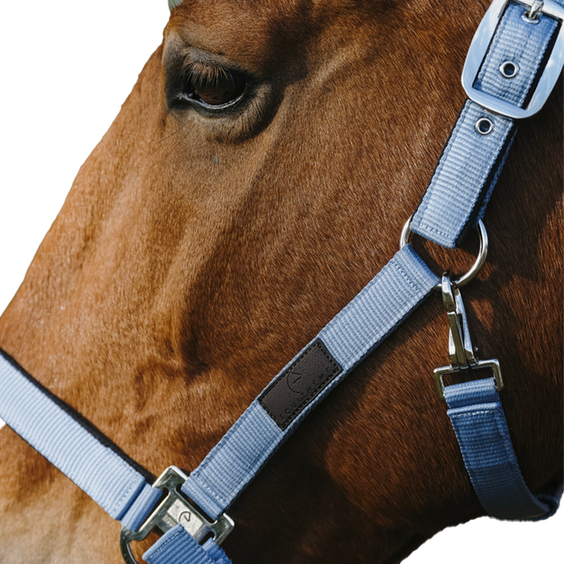 Equithème - Licol en nylon Spring bleu | - Ohlala