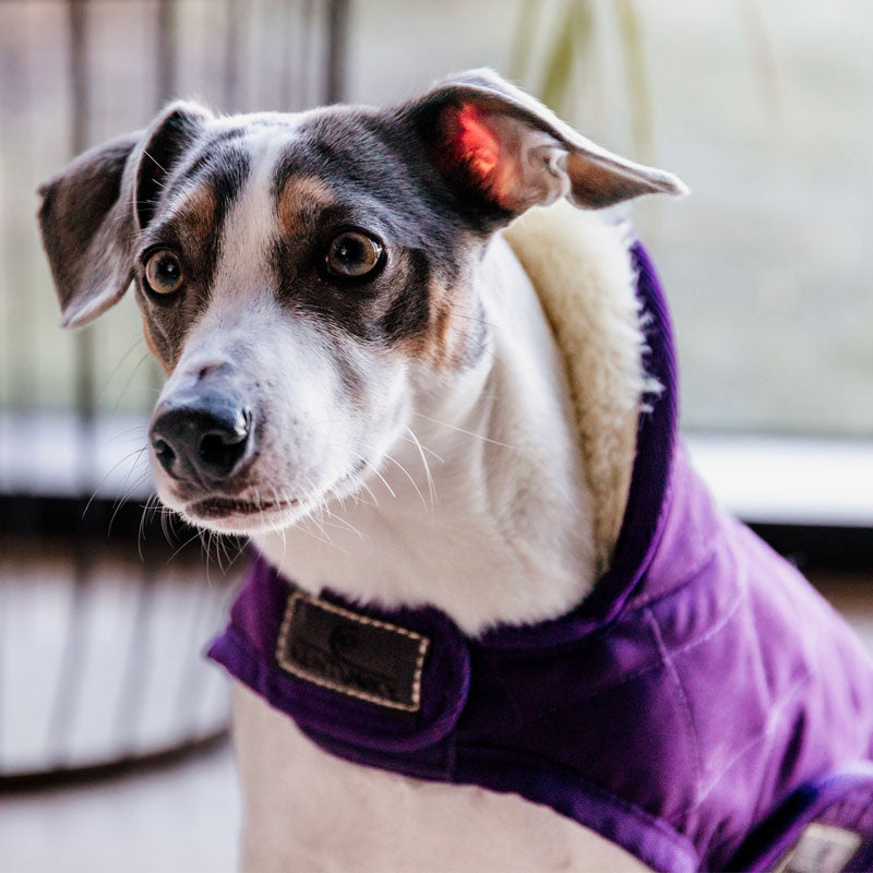 Kentucky Dogwear - Manteau pour chiens Original Royal violet | - Ohlala