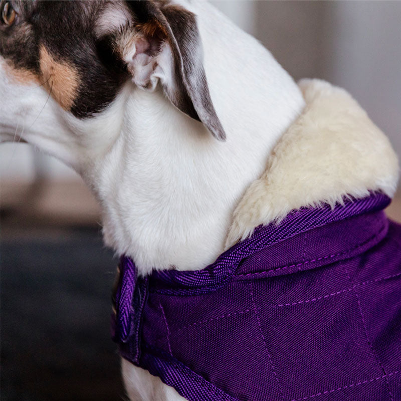 Kentucky Dogwear - Manteau pour chiens Original Royal violet | - Ohlala