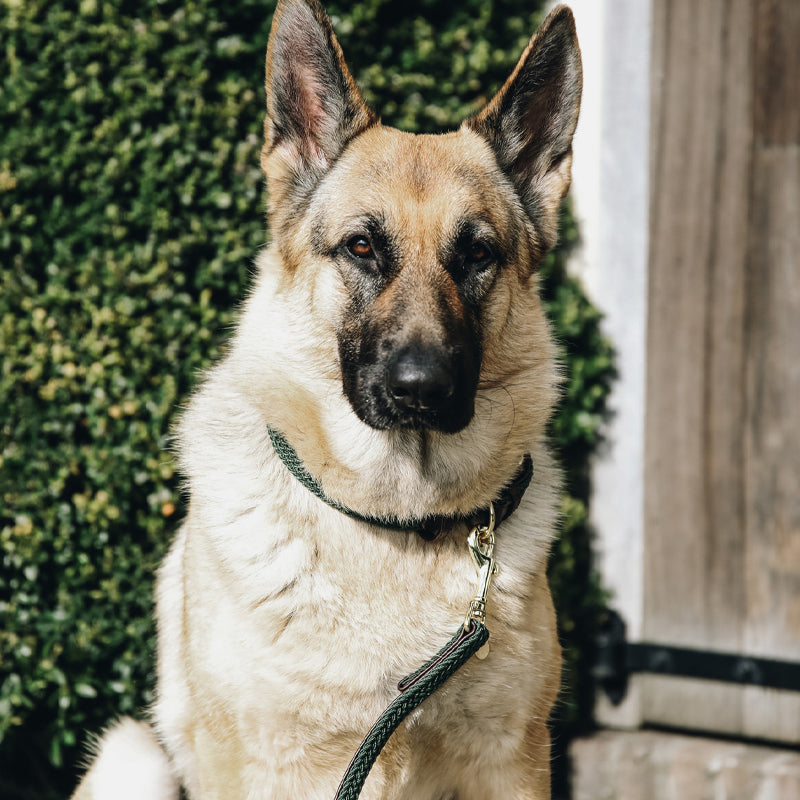 Kentucky Dogwear - Collier pour chiens gris | - Ohlala