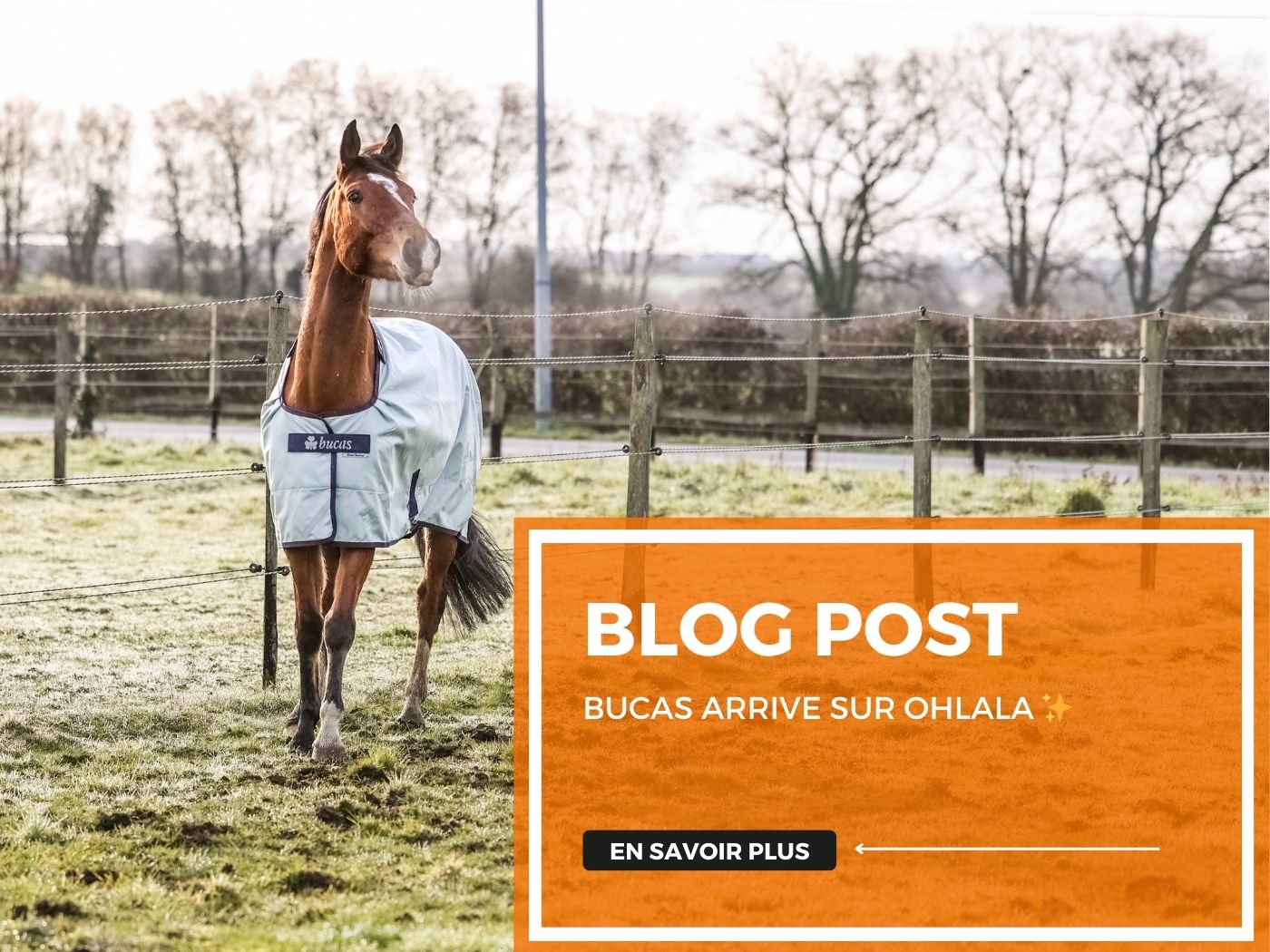 Bucas arrive sur OHLALA ✨