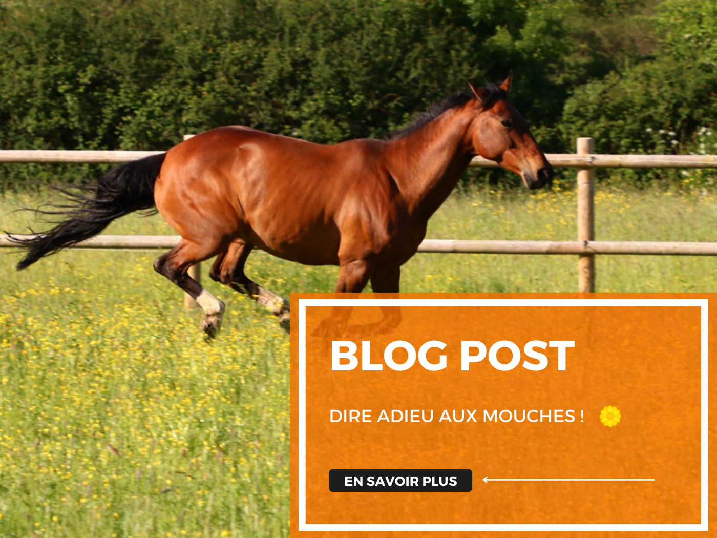 Visuel Article de blog dire adieu aux mouches