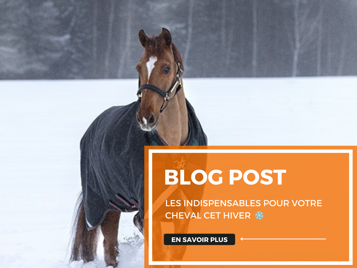 Les indispensables pour votre cheval cet hiver ❄️