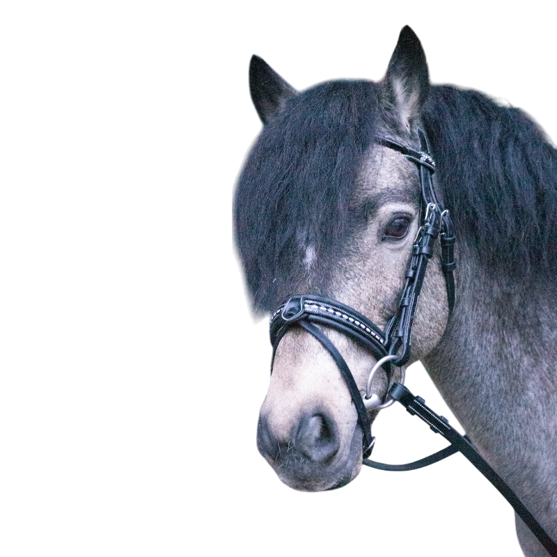 Eden by Pénélope store - Eden bridle with black reins