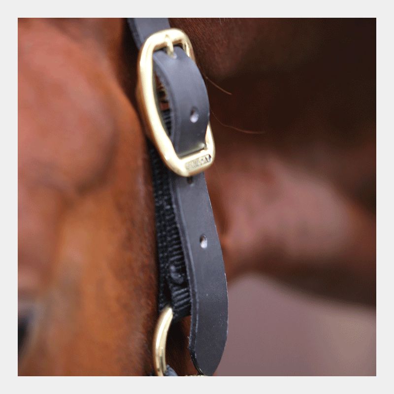 Kentucky Horsewear - Licol cheval Control | - Ohlala