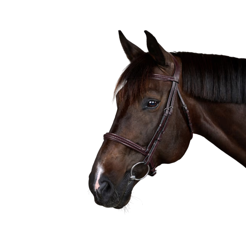 Dyon - Bridon Neue Englisch Kollektion braun 