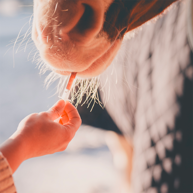 Cura Naturale - Complément alimentaire pour chevaux trouble digestif | - Ohlala