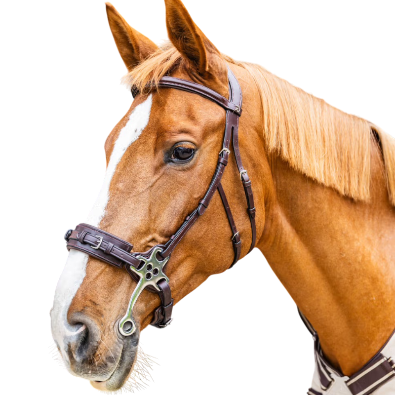 Dyon - Hackamore Neue Englisch Kollektion braun 