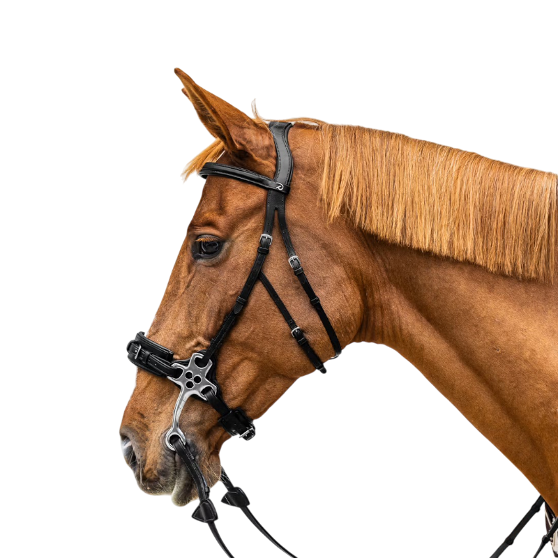 Dyon - Hackamore Neue Englisch Sammlung schwarz 