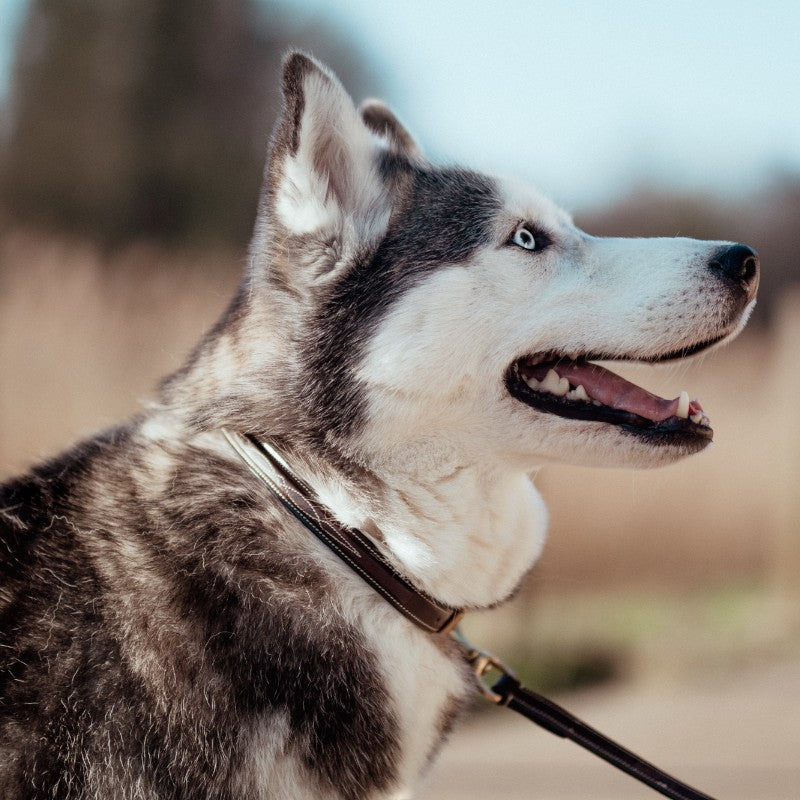 Dyon - Collier pour chien Fancy brun