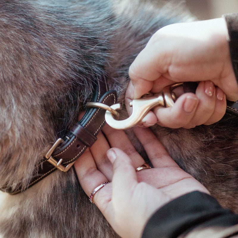 Dyon - Collier pour chien Fancy brun