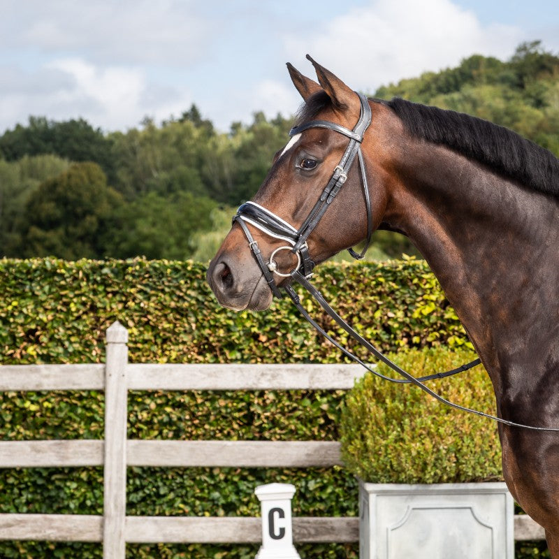 Dyon - Wide combined muzzle bridle with white padding New English collection black 