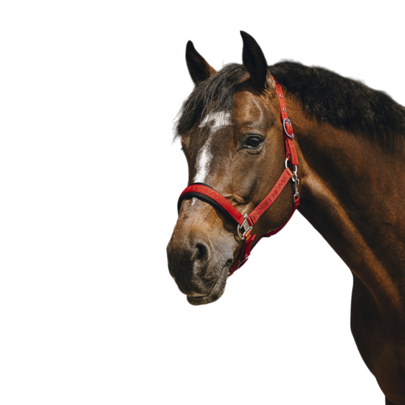 Equithème - Red Jacquard Nylon Halter 