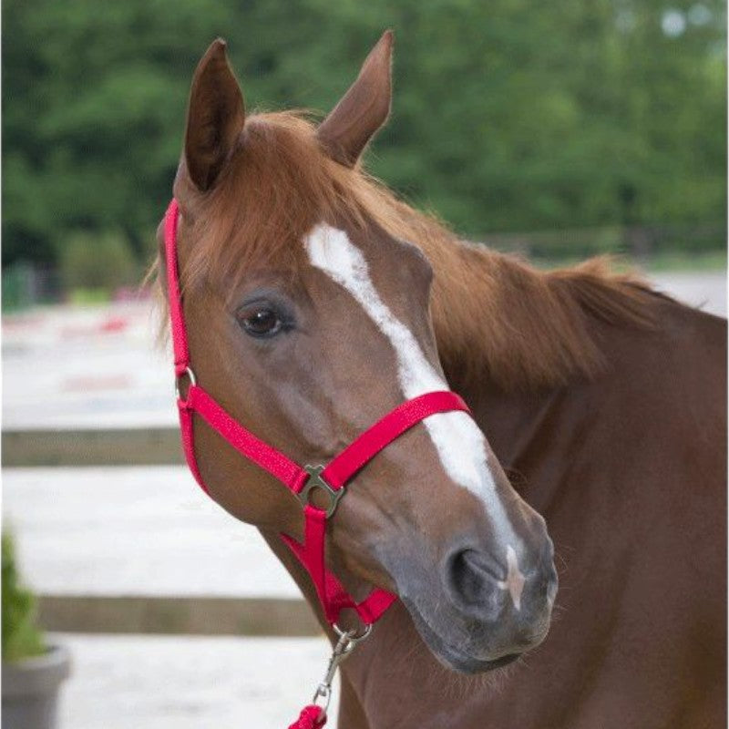 Riding World - Red Club Halter and Lead