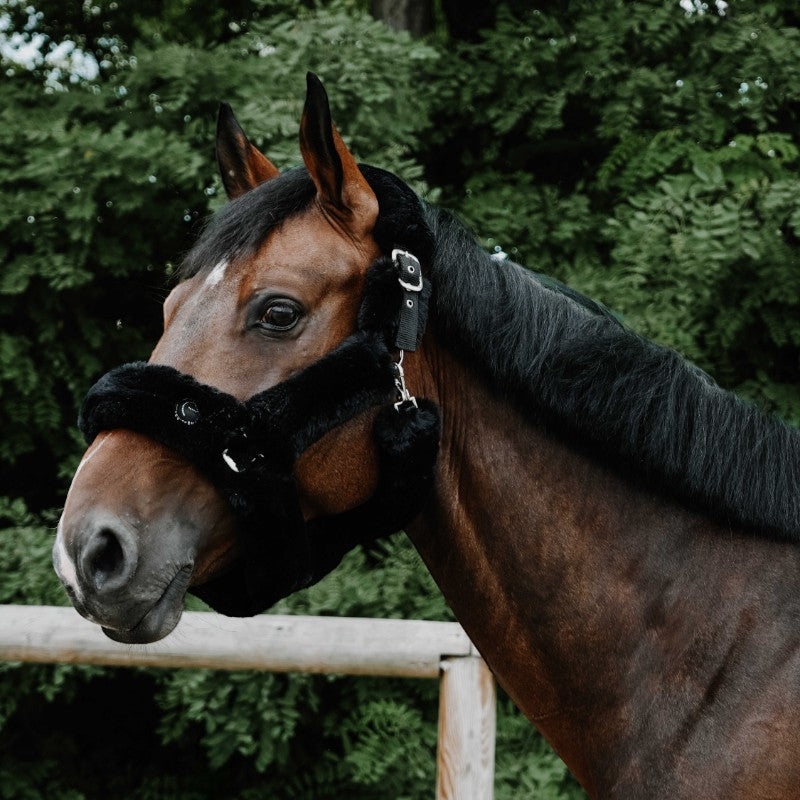 Equithème - Snuggy Horse Halter I love you black 