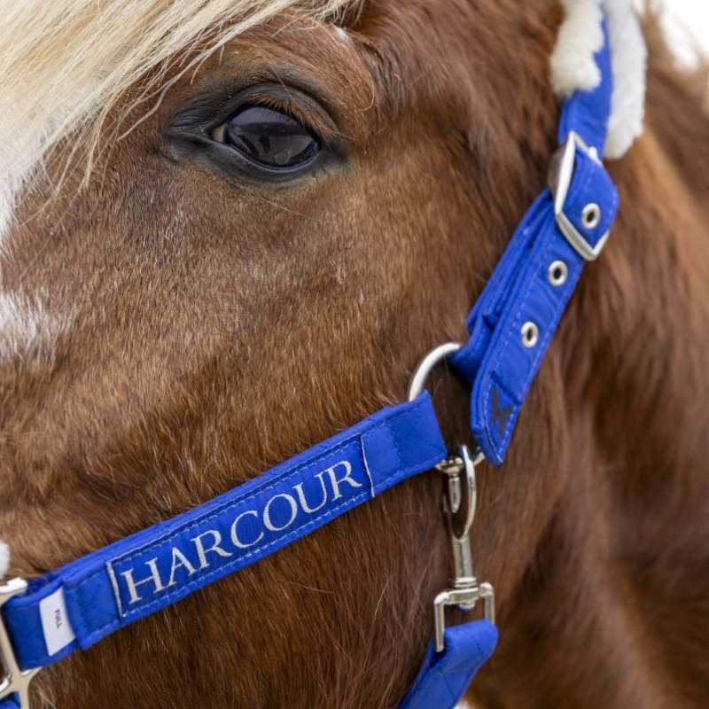 Harcour - Electric blue halter and lead Teschic 