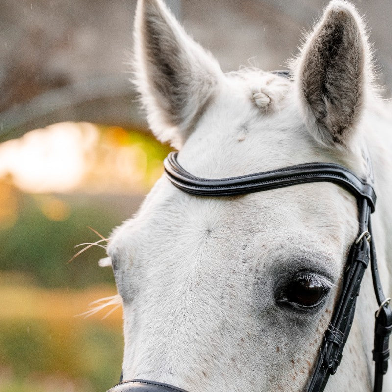 Horseware - Bridon Dressage Pony Flash noir
