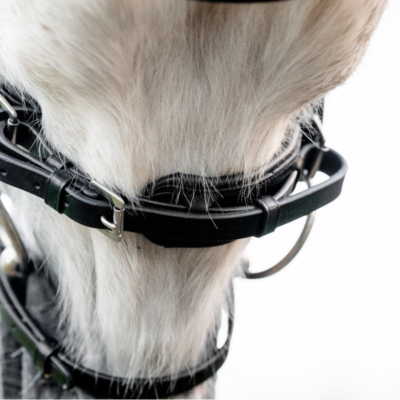 Horseware - Bridon Dressage Pony Flash noir