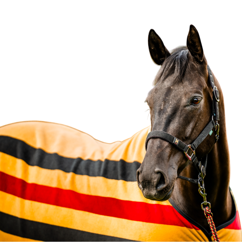 Horseware - Newmarket halster en longe witney goud 