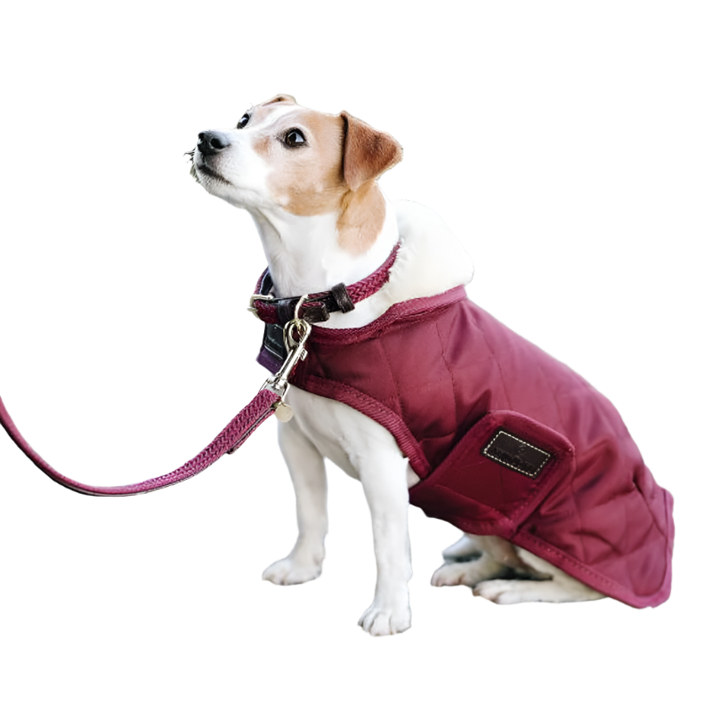 Kentucky Dogwear - Colliers pour chiens bordeaux