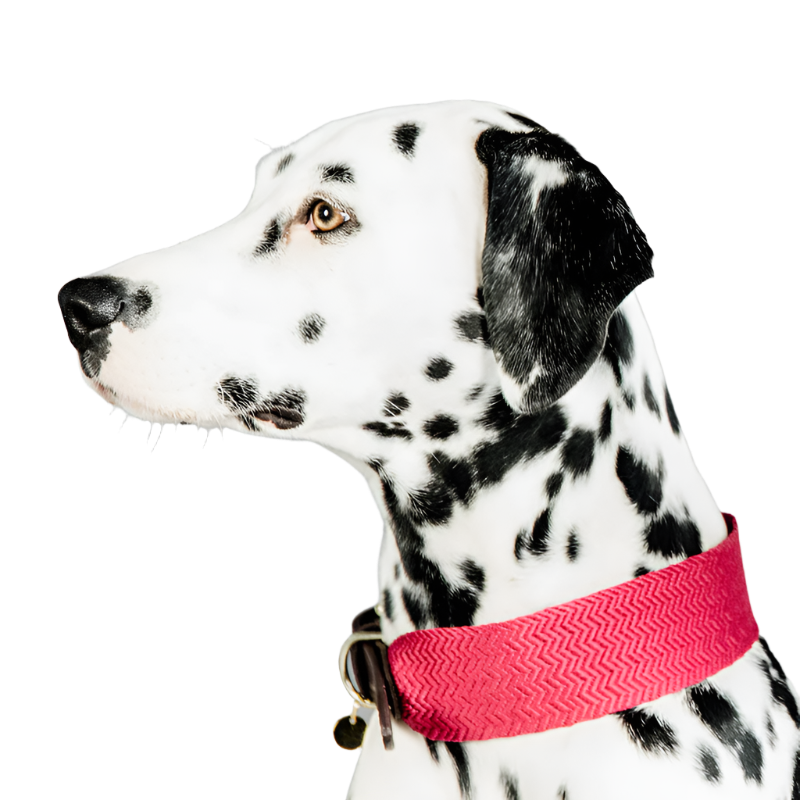 Kentucky Dogwear - Pink Jacquard Dog Collar