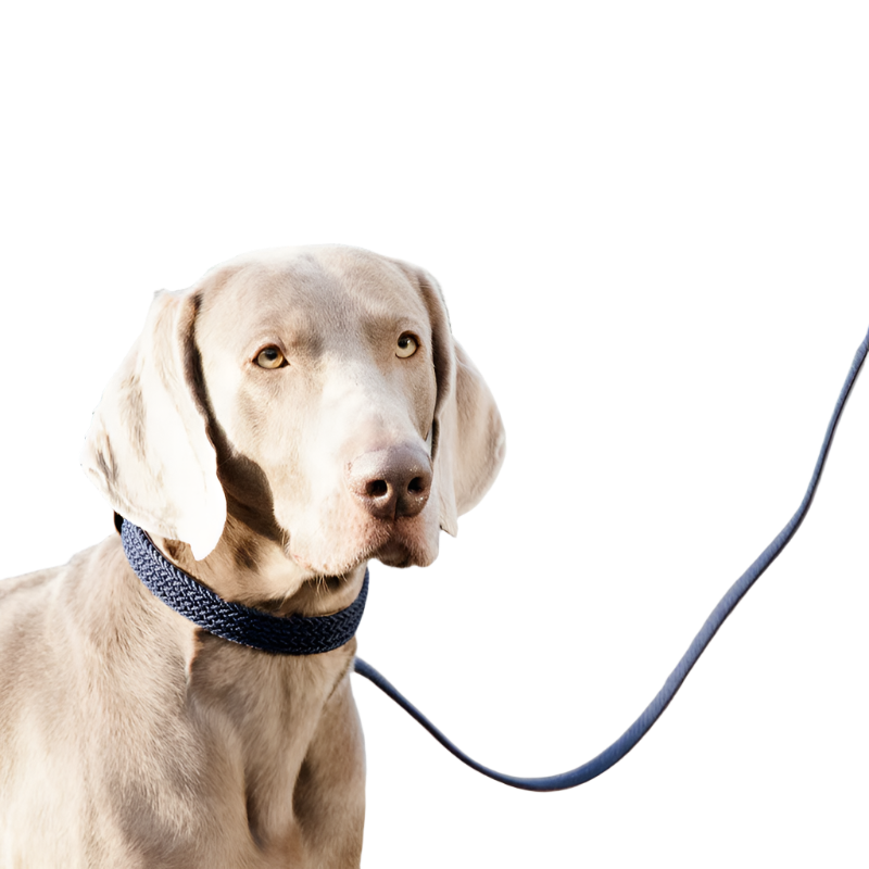 Kentucky Dogwear – Marineblaue Hundehalsbänder