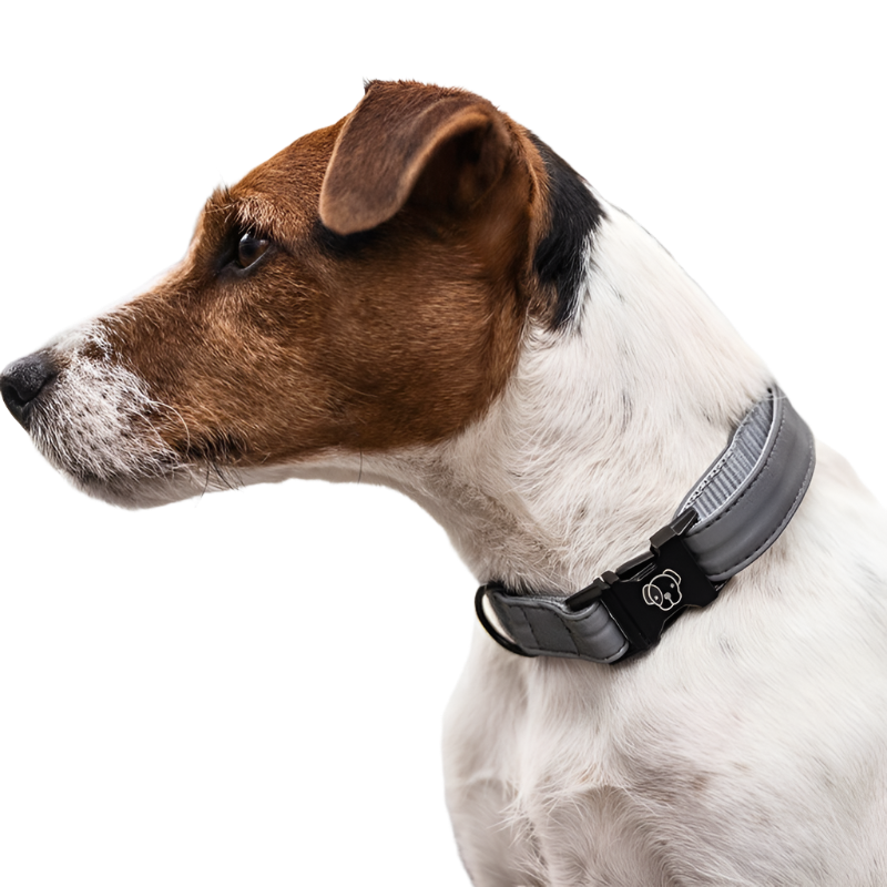 Kentucky Dogwear - Reflective Dog Collar