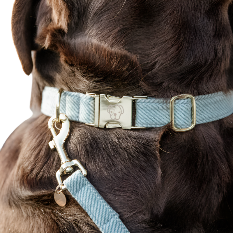 Kentucky Dogwear - Velvet Dog Collars Sky Blue